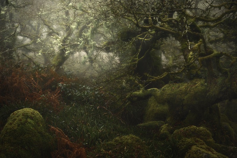 Neil Burnell é um fotógrafo britânico que recentemente lançou um livro chamado Mystical. Nele, ele explora um labirinto cheio de musgos e raízes distorcidas que acabam manifestando as qualidades mais fantásticas da natureza. Tudo isso acontece em uma região conhecida como Wistman's Wood, uma antiga floresta natural na região de Devon, na Inglaterra. 
