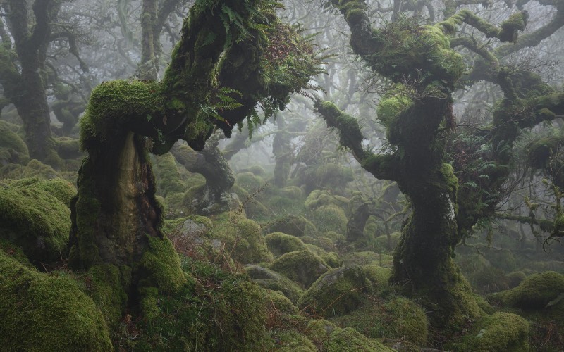 Neil Burnell é um fotógrafo britânico que recentemente lançou um livro chamado Mystical. Nele, ele explora um labirinto cheio de musgos e raízes distorcidas que acabam manifestando as qualidades mais fantásticas da natureza. Tudo isso acontece em uma região conhecida como Wistman's Wood, uma antiga floresta natural na região de Devon, na Inglaterra. 